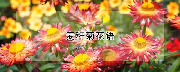 麦秆菊花语