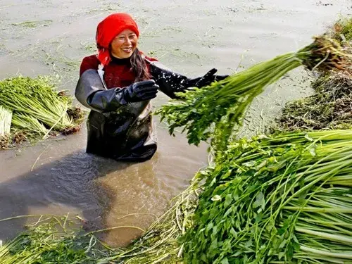 盆栽育苗 | 水芹育苗方法