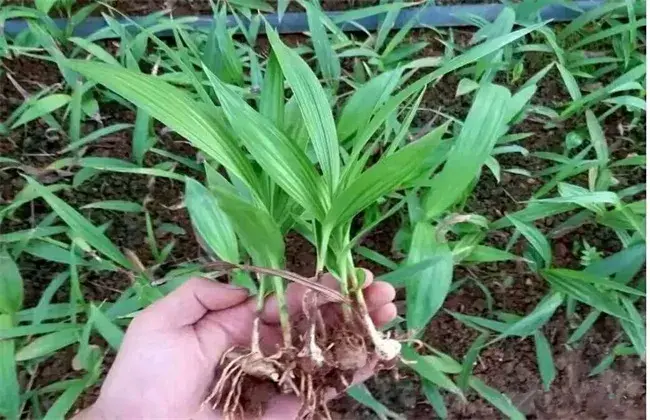 白芨高产种植技术