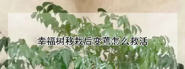 幸福树移栽后变蔫怎么救活