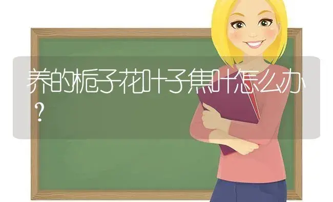 养的栀子花叶子焦叶怎么办？ | 绿植常识