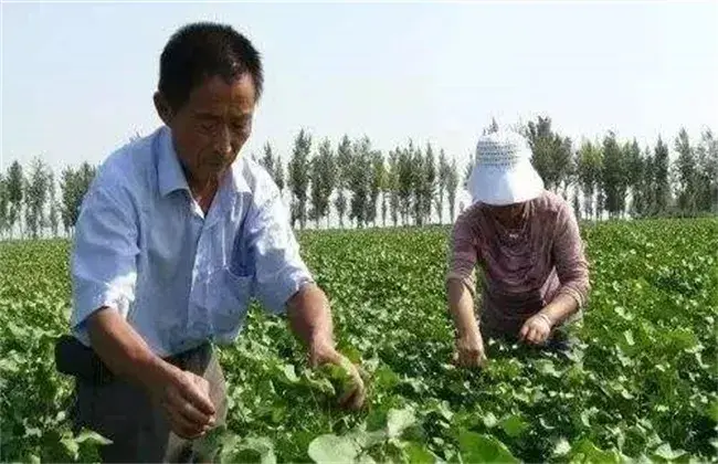 棉花打顶时间和办法