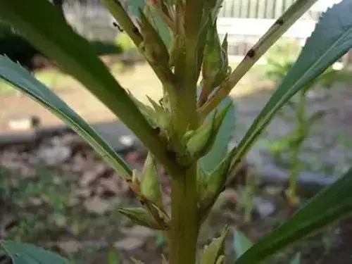 花卉果蔬盆景 | 凤仙花的生长过程（图解）