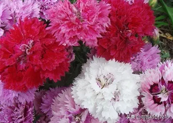 康乃馨几月到几月开花？