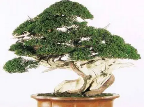 盆景养护管理 | 侧柏盆景的养护