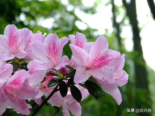 杜鹃花，用什么肥料好？