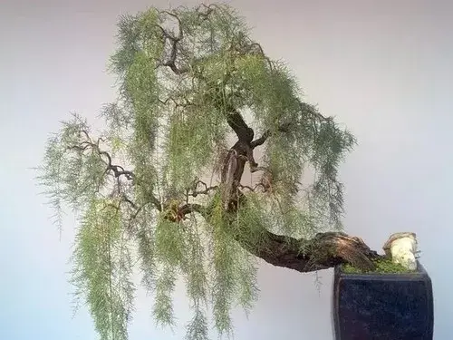盆栽造型 | 怪柳盆景的造型方法
