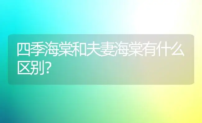 四季海棠和夫妻海棠有什么区别？ | 绿植常识