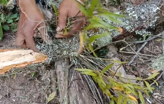 盆景知识 | 野生石斛可以种植吗