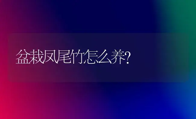 盆栽凤尾竹怎么养？ | 家庭养花