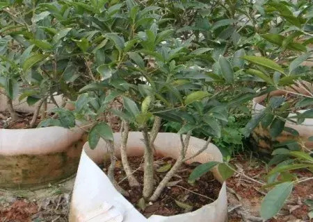 花卉果蔬盆景 | 香樟树种植技术