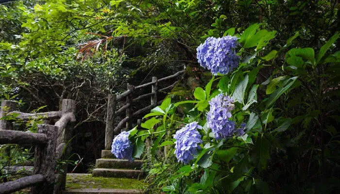 绣球花花语 绣球花的花语是什么