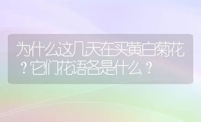 为什么这几天在买黄白菊花？它们花语各是什么？ | 绿植常识