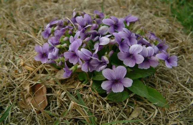 紫花地丁的栽培办法