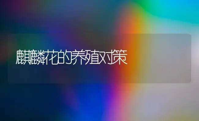 麒麟花的养殖对策 | 家庭养花