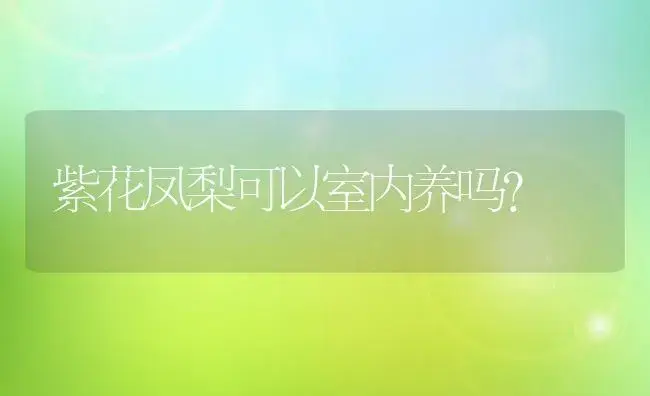 紫花凤梨可以室内养吗？ | 多肉养殖