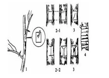 盆栽育苗 | 梨树方块芽接方法