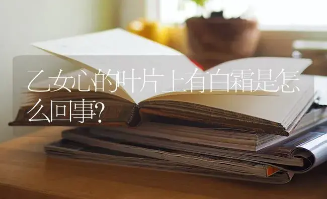 乙女心的叶片上有白霜是怎么回事？ | 多肉养殖