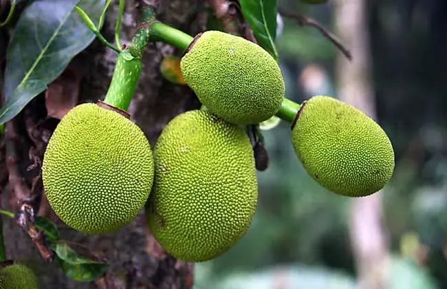 菠萝蜜什么时候上市？