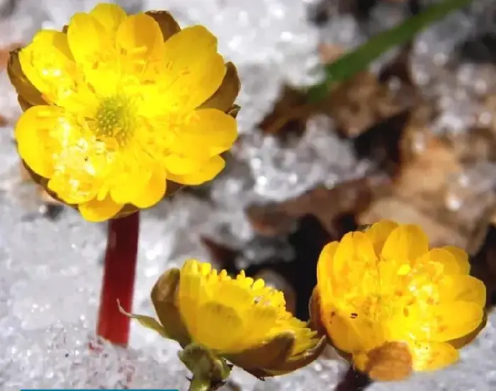 冰凌花怎么养！冰凌花的花语