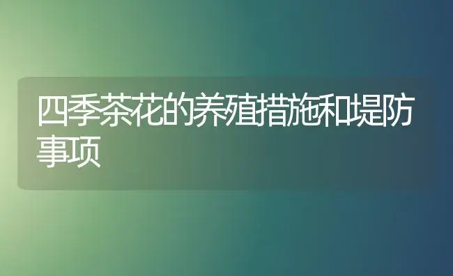 四季茶花的养殖措施和堤防事项 | 家庭养花