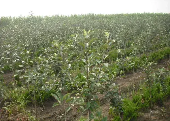 新栽苹果树如何越冬？