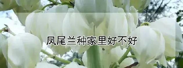 凤尾兰种家里好不好