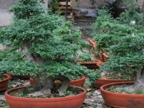 花卉果蔬盆景 | 尖叶杜英栽培技术要点