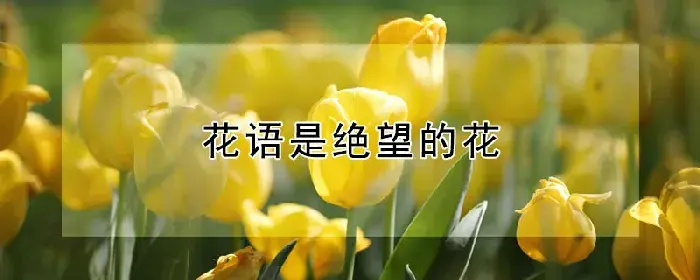 花语是绝望的花