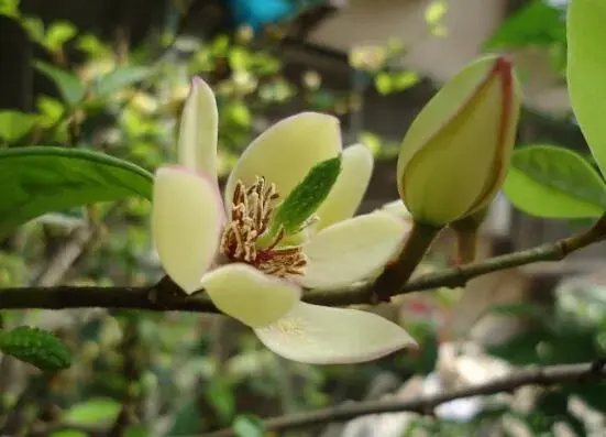 含笑花花语有哪些？