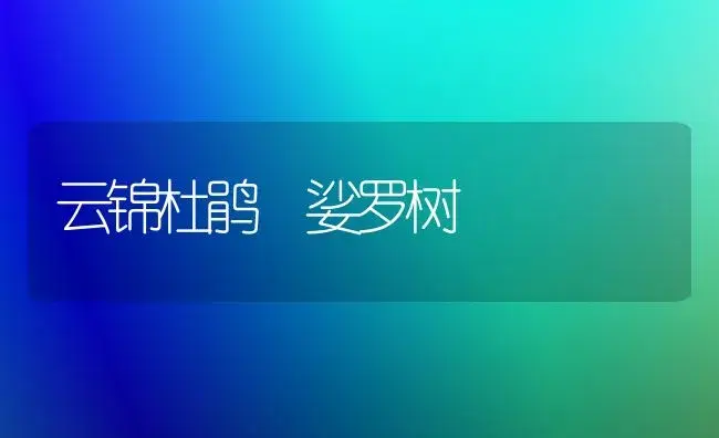 云锦杜鹃 娑罗树 | 家庭养花