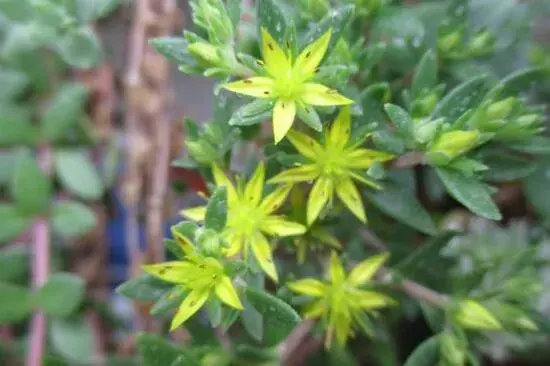 垂盆草开花吗，垂盆草花语有哪些？