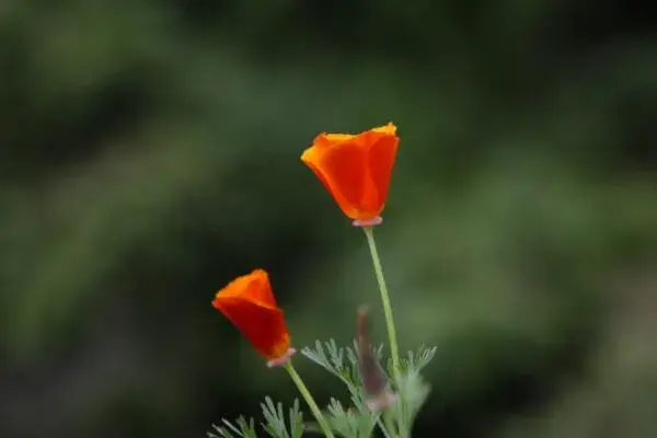 花菱草的花语