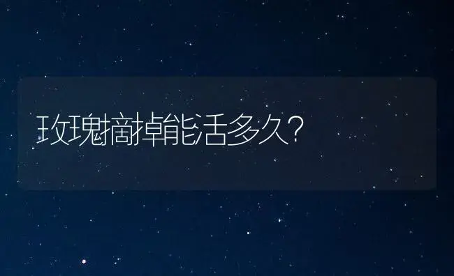 玫瑰摘掉能活多久？ | 绿植常识