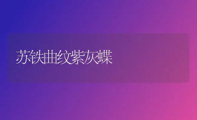 苏铁曲纹紫灰蝶 | 家庭养花