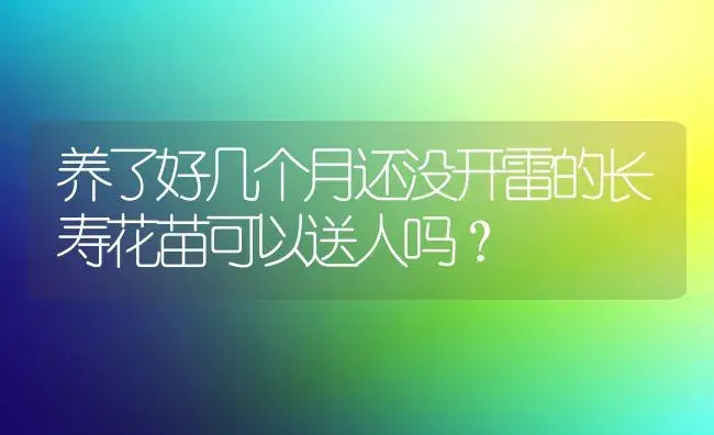 养了好几个月还没开雷的长寿花苗可以送人吗？ | 多肉养殖