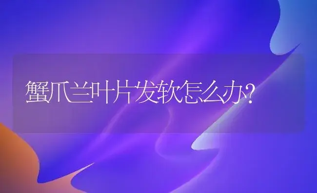 蟹爪兰叶片发软怎么办？ | 家庭养花