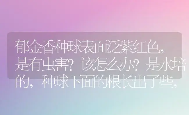 郁金香种球表面泛紫红色，是有虫害？该怎么办？是水培的，种球下面的根长出了些，可以转土培吗？ | 绿植常识