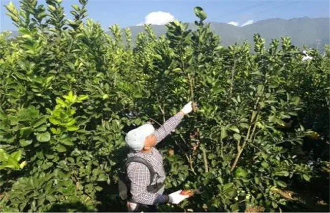 柚子冬天管理技术