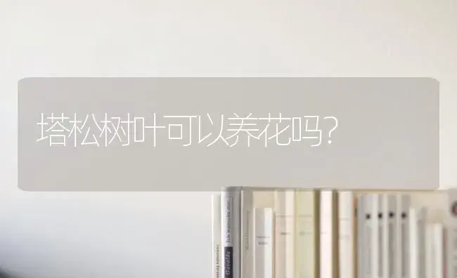 塔松树叶可以养花吗？ | 多肉养殖
