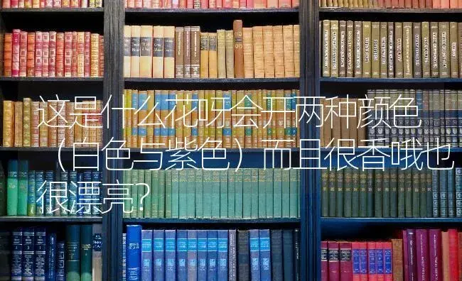 这是什么花呀会开两种颜色（白色与紫色）而且很香哦也很漂亮？ | 绿植常识