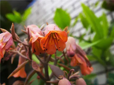 玉吊钟的花语有哪些？