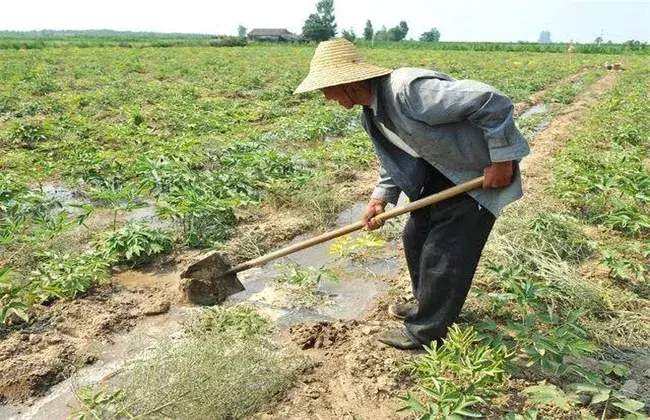 芝麻浇水时间和办法