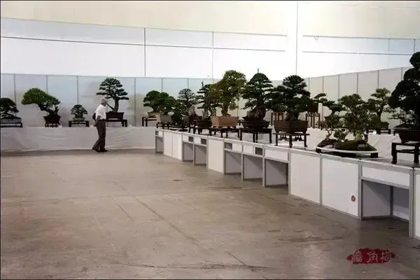 苏派盆景 | 苏派盆景双年展