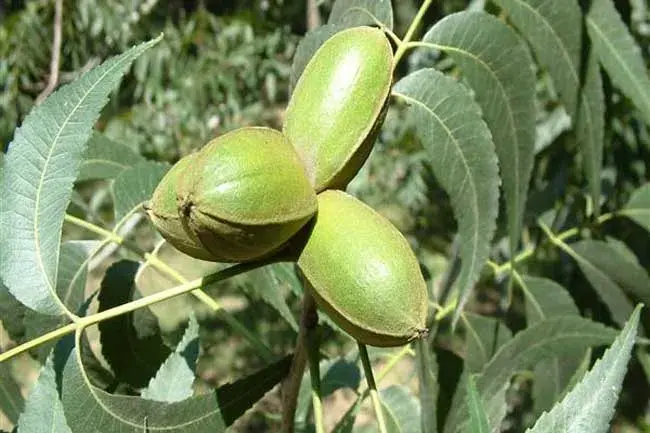 美国山核桃的高效种植技术