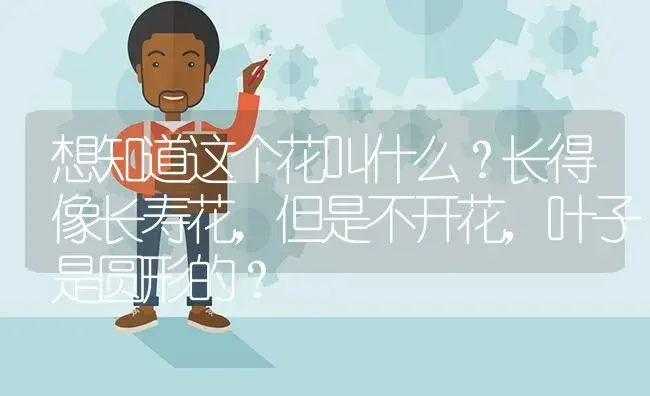 白色长寿花寓意？ | 多肉养殖