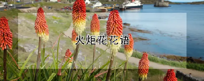 火炬花花语