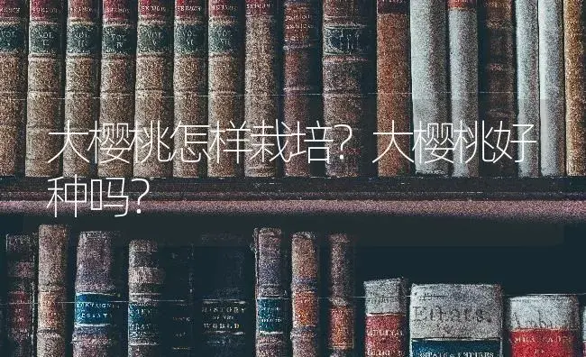 大樱桃怎样栽培？大樱桃好种吗？ | 果木种植