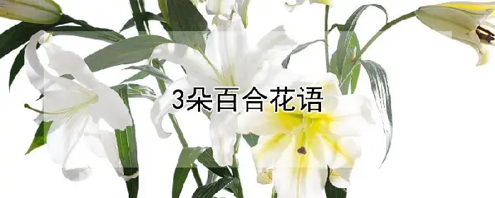 3朵百合花语