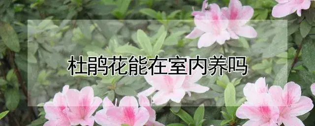 杜鹃花可以室内养吗？